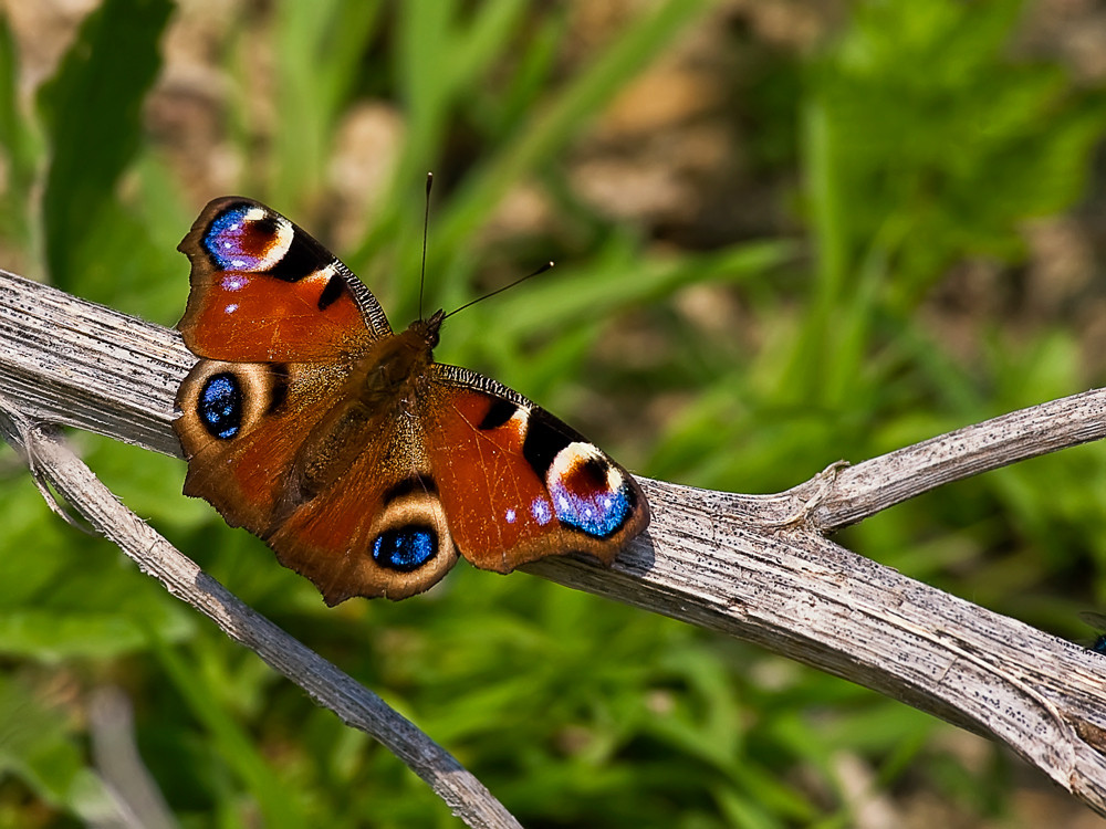 Schmetterling des Jahres 2009