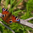 Schmetterling des Jahres 2009