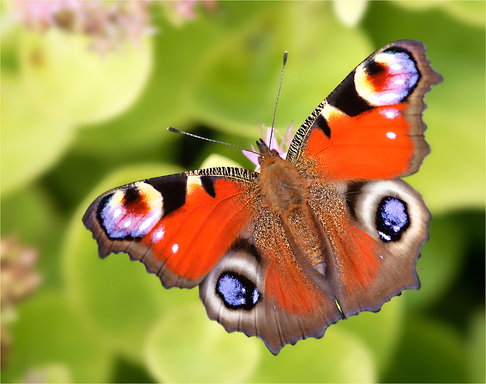 Schmetterling des Jahres 2009