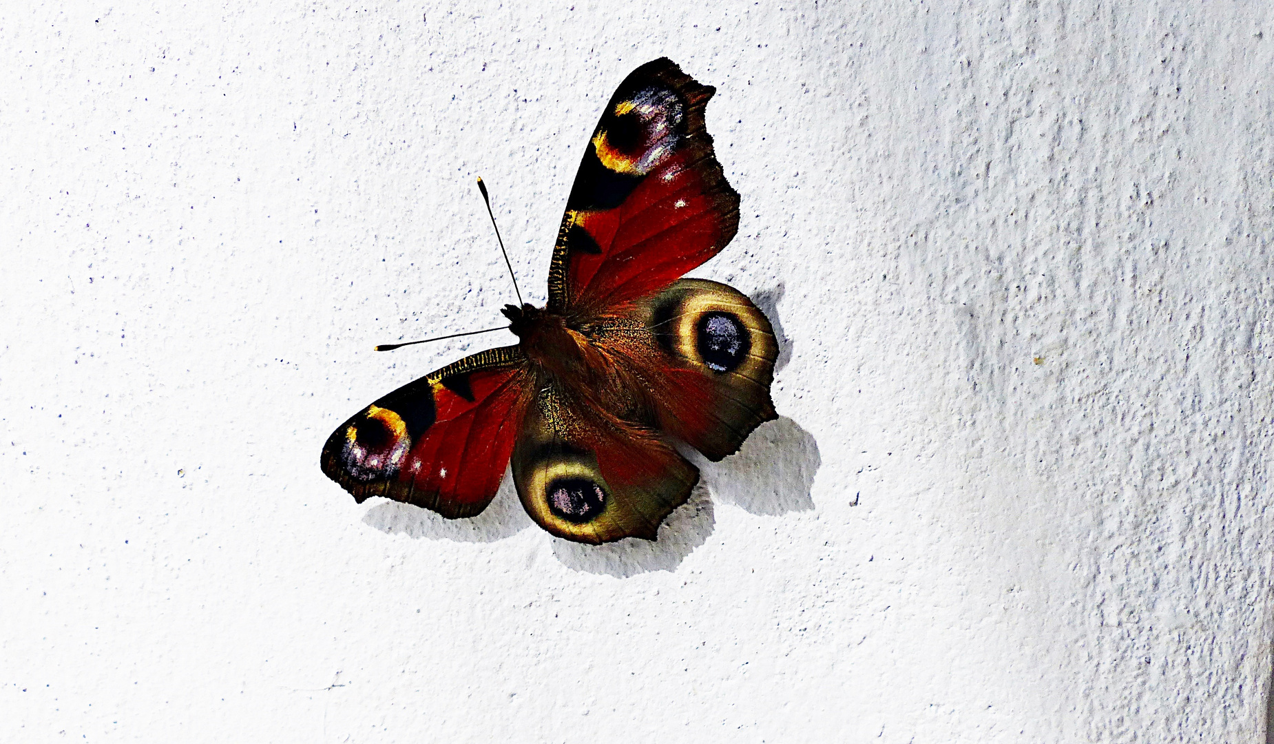 Schmetterling des Jahres 2009