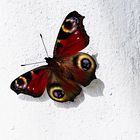 Schmetterling des Jahres 2009