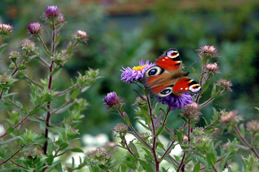 Schmetterling des Jahres 2009