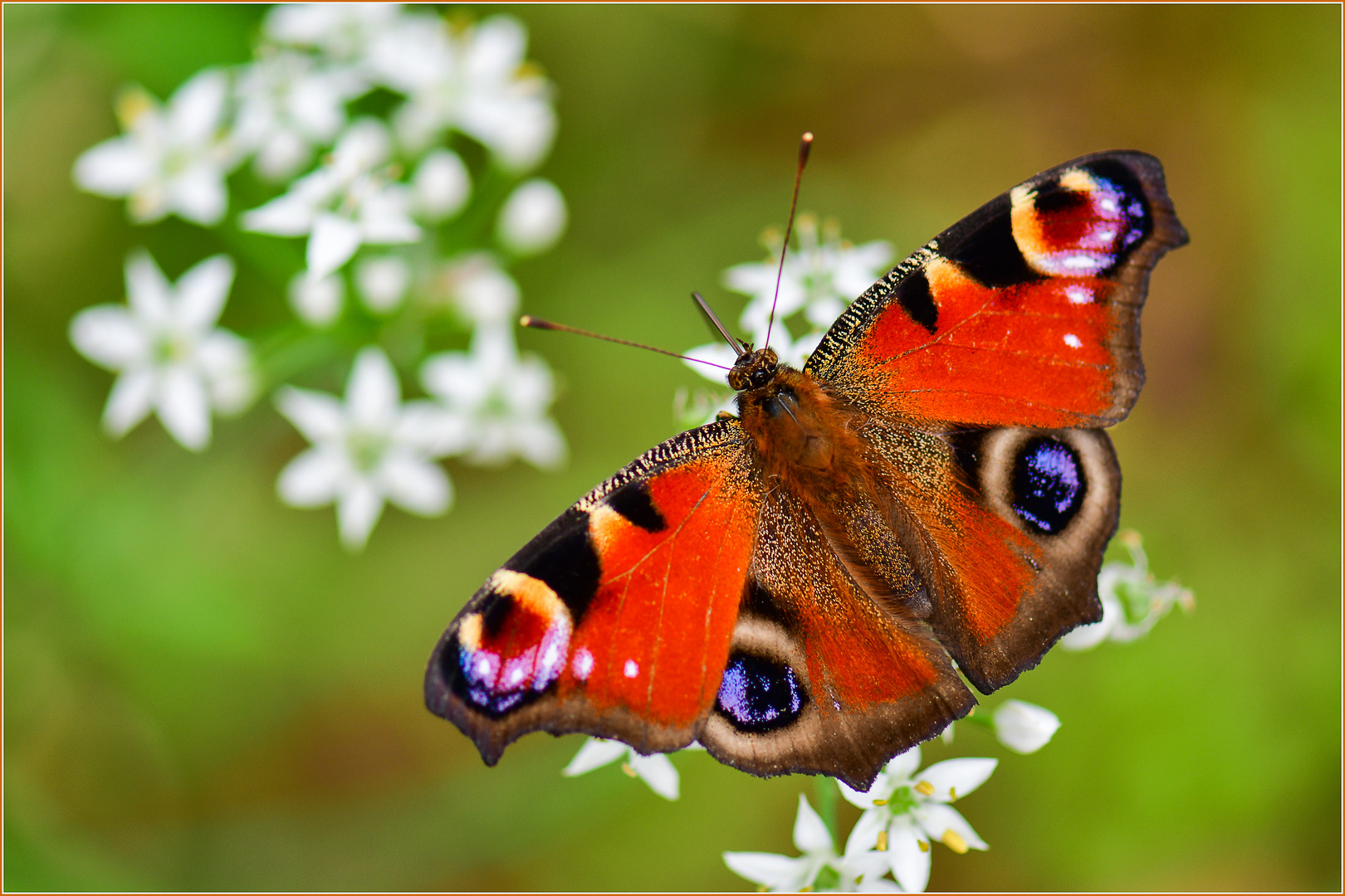 Schmetterling des Jahres 2009: Tagpfauenauge