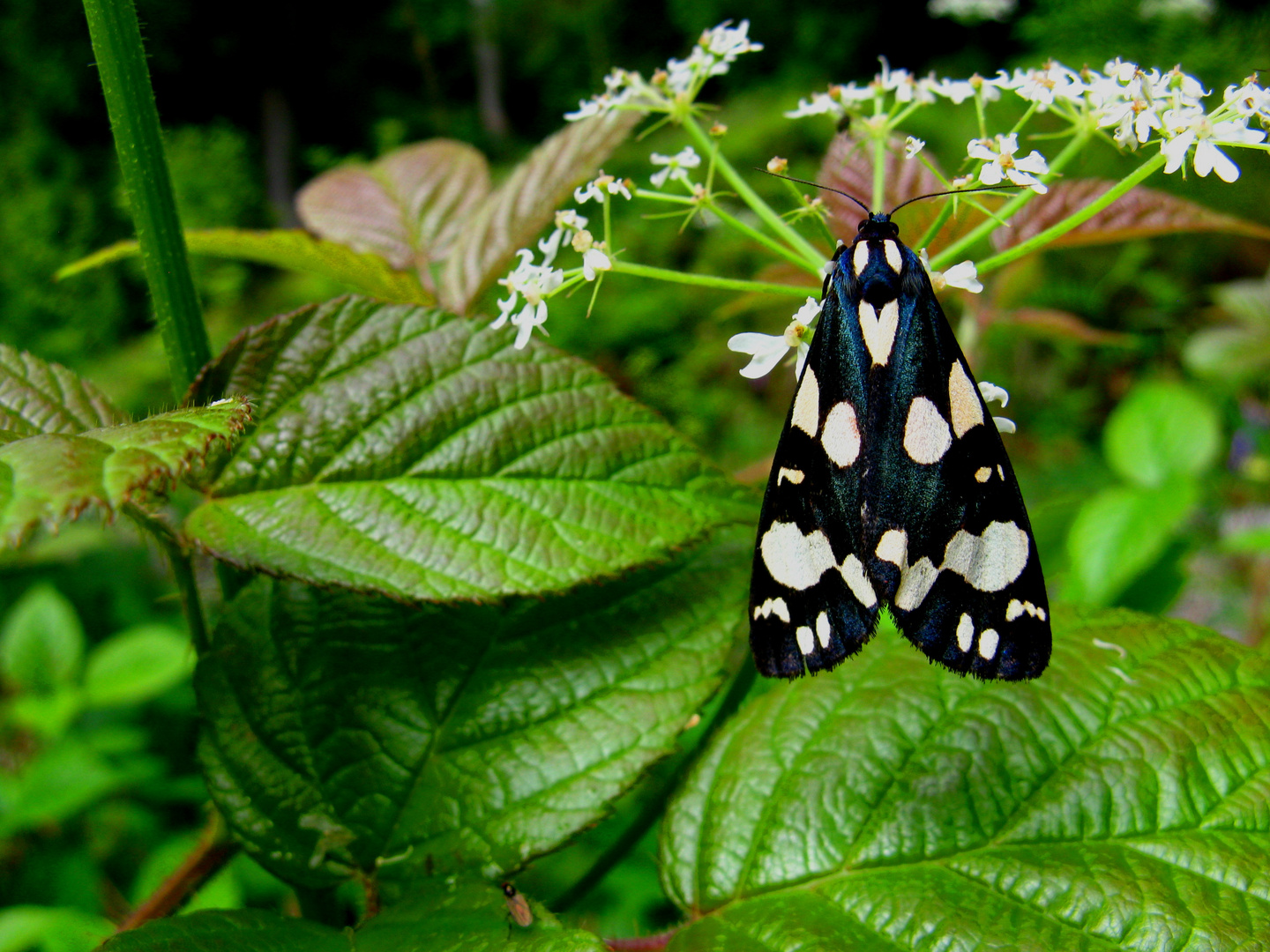 Schmetterling des Jahres 2010......