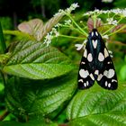 Schmetterling des Jahres 2010......