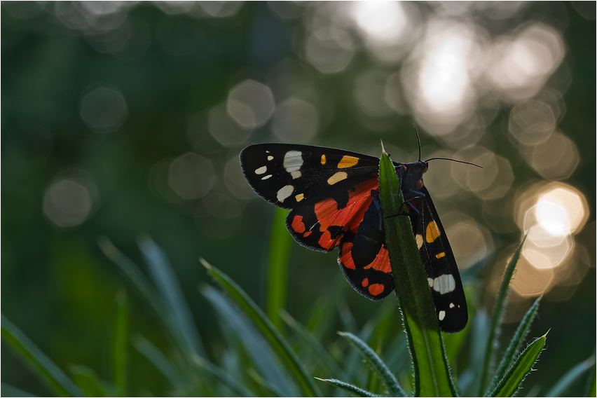 Schmetterling des Jahres 2010