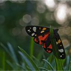 Schmetterling des Jahres 2010