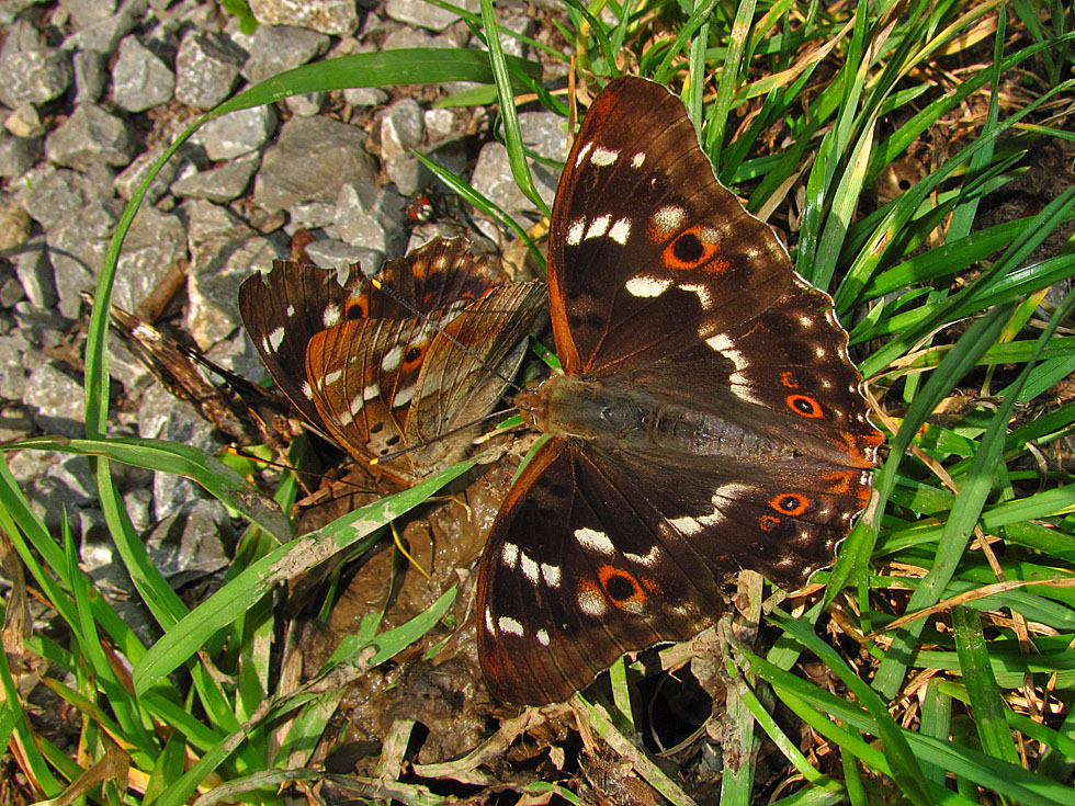 Schmetterling des Jahres 2011