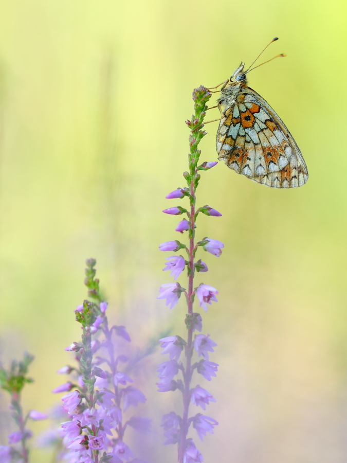 Schmetterling des Jahres 2013