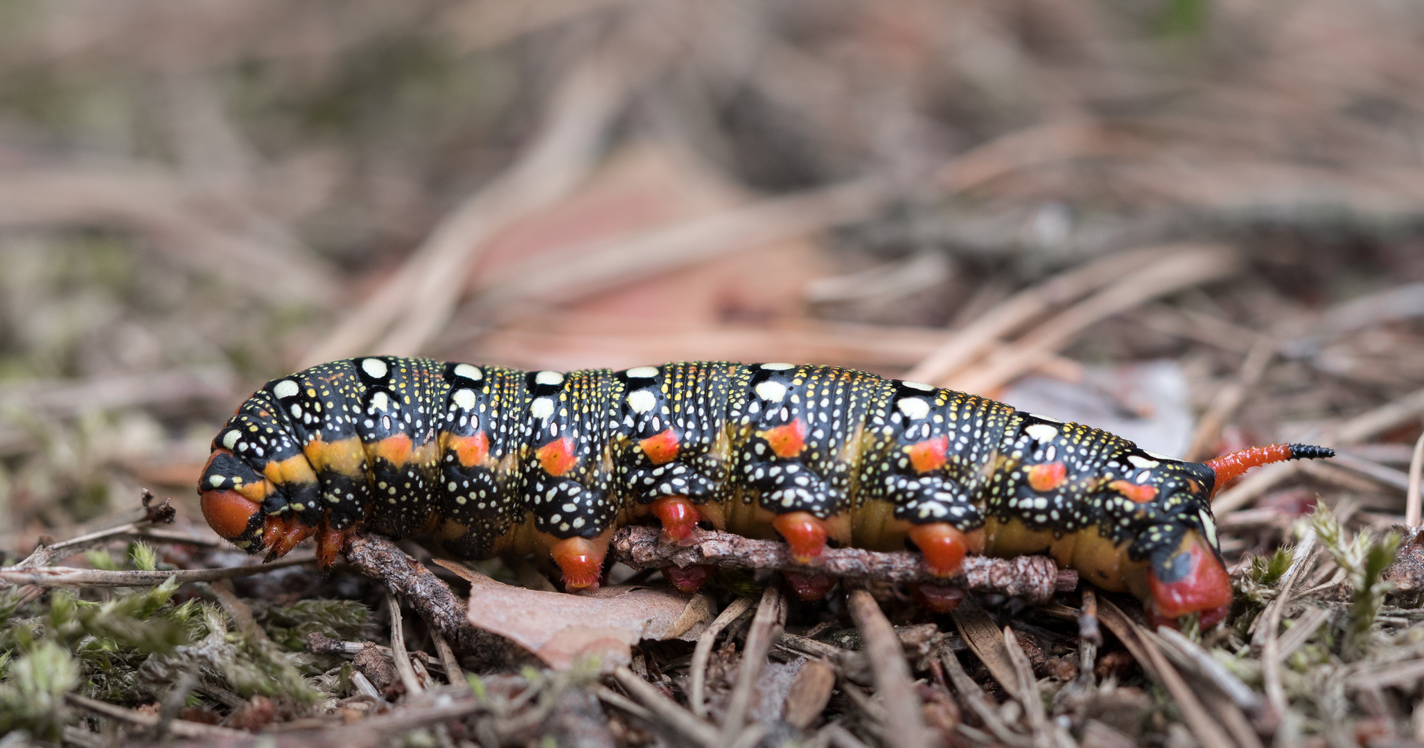 Schmetterling des Jahres 2014