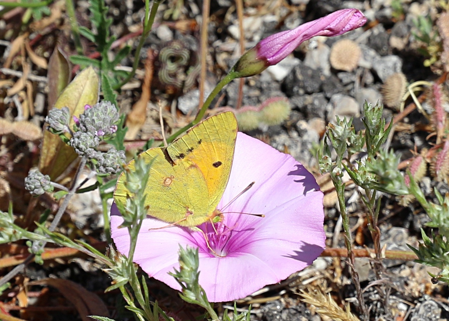 Schmetterling des Jahres 2017 ...