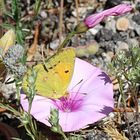 Schmetterling des Jahres 2017 ...