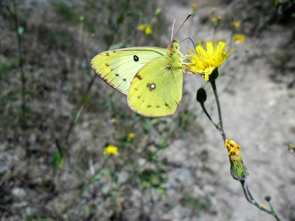 Schmetterling des Jahres 2017