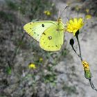 Schmetterling des Jahres 2017