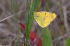 Schmetterling des Jahres 2017 " Goldene Acht "