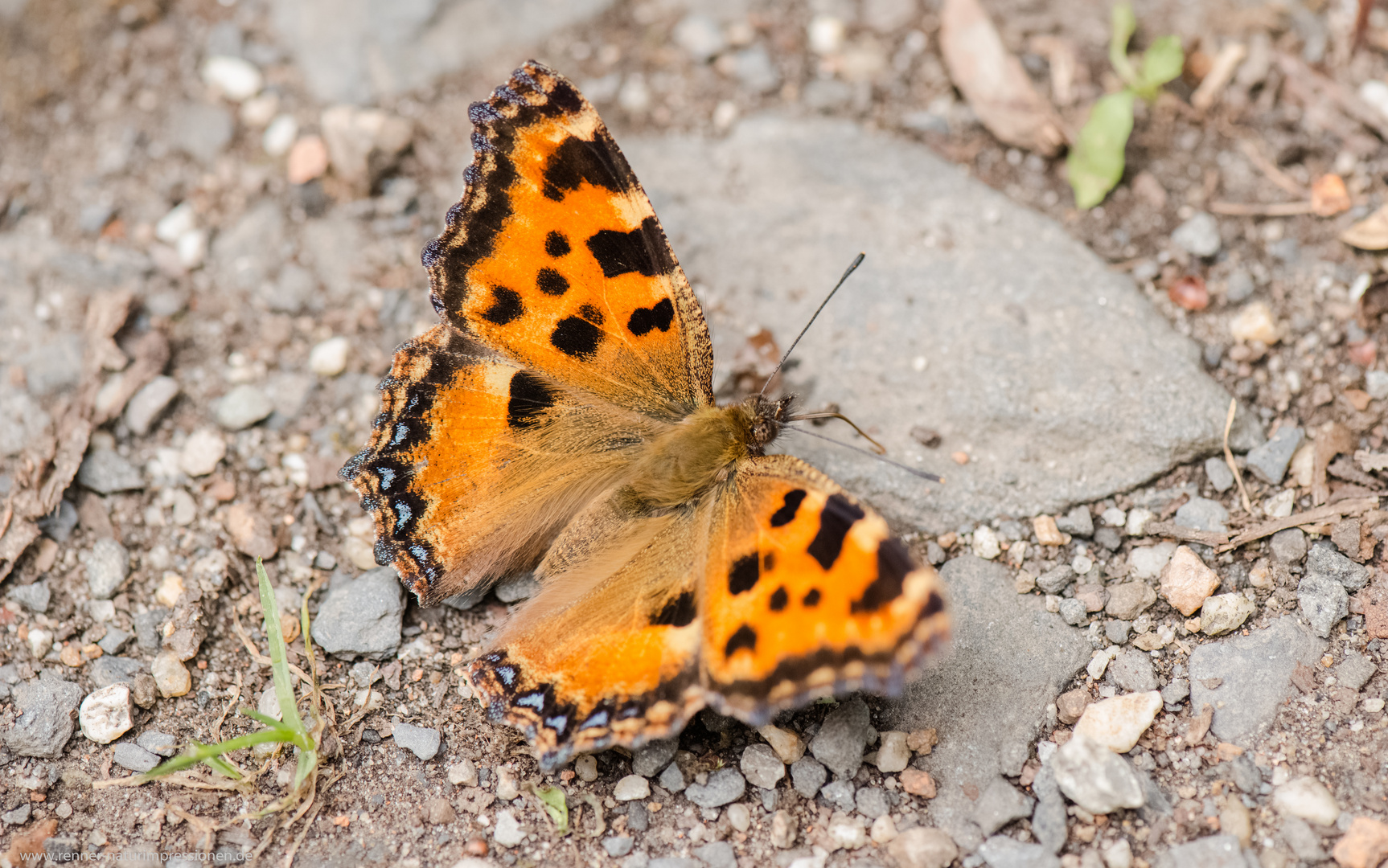 Schmetterling des Jahres 2018