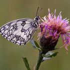 Schmetterling des Jahres 2019