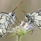 Schmetterling des Jahres 2019