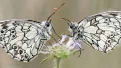 Schmetterling des Jahres 2019