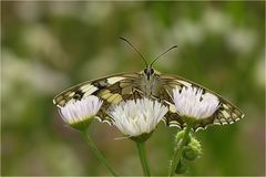       Schmetterling des Jahres 2019