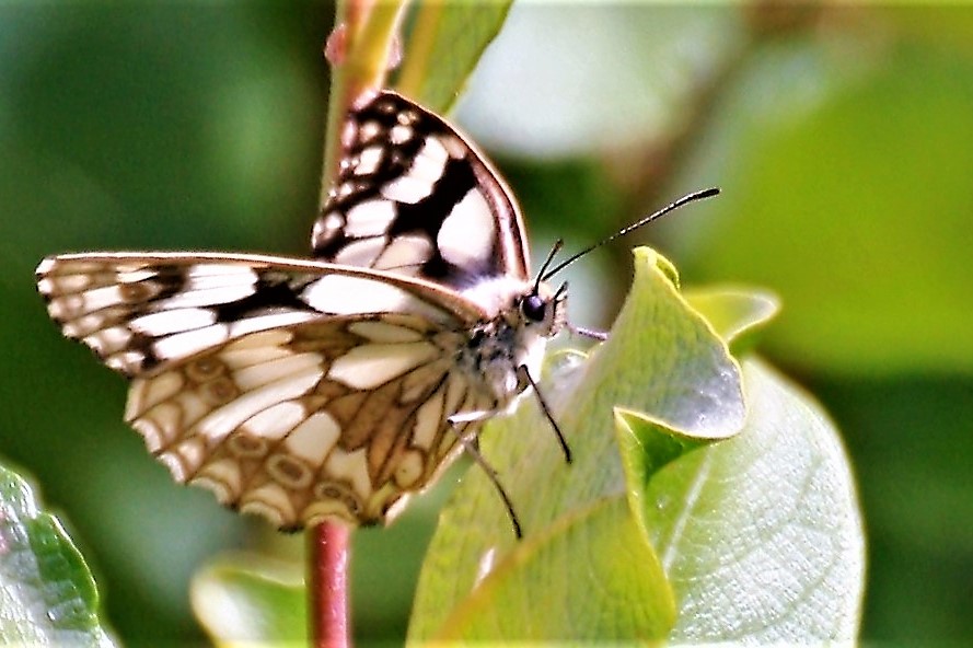 Schmetterling des Jahres 2019