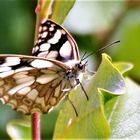 Schmetterling des Jahres 2019