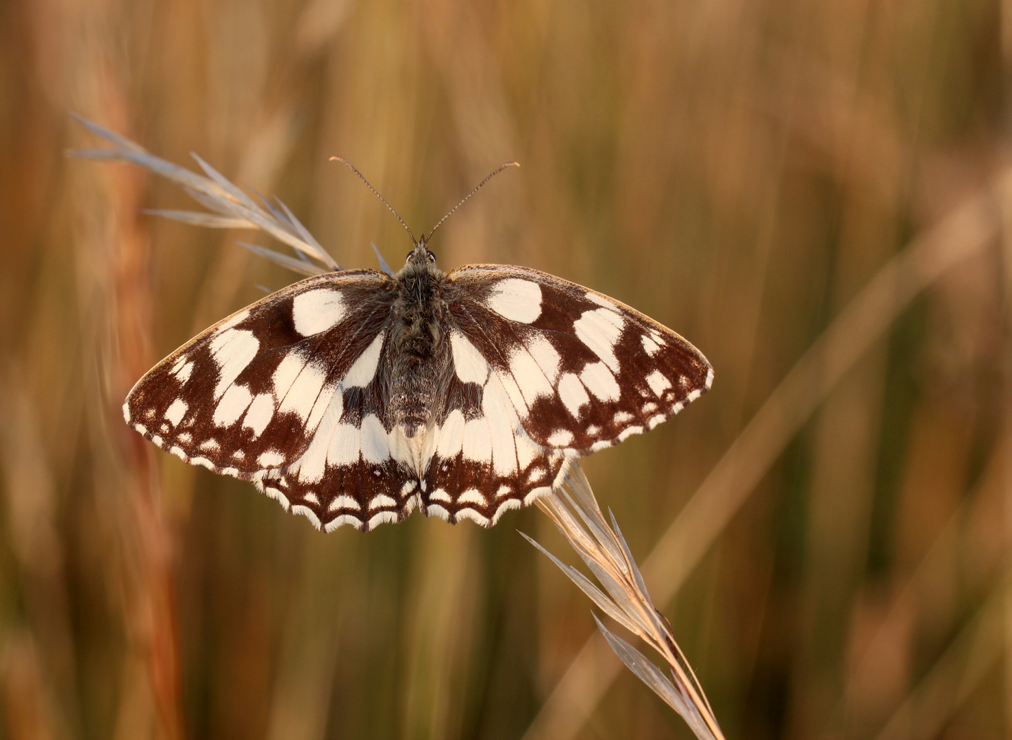 Schmetterling des Jahres 2019....