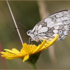 - Schmetterling des Jahres 2019 -  Der Schachbrettfalter (Melanargia galathea).