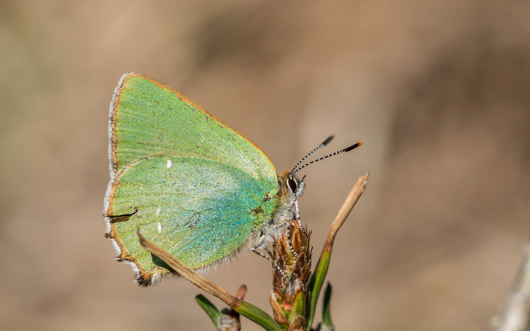 Schmetterling des Jahres 2020