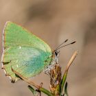 Schmetterling des Jahres 2020