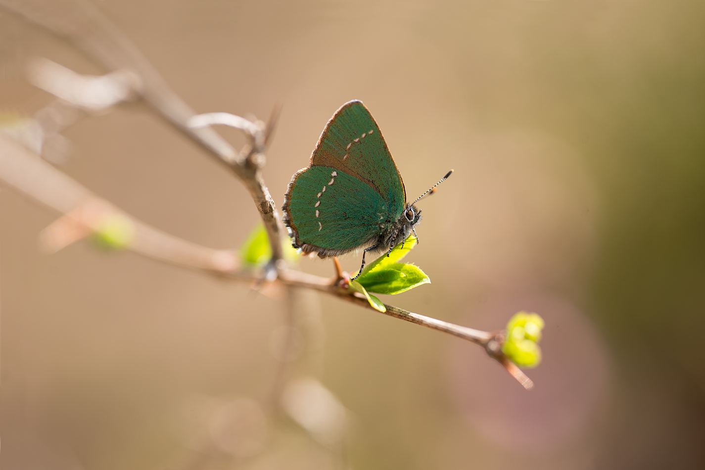 Schmetterling des Jahres 2020