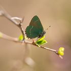 Schmetterling des Jahres 2020