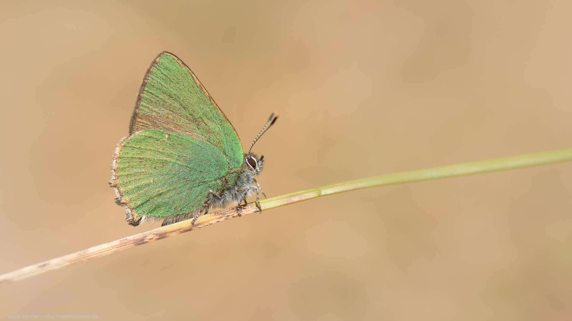 Schmetterling des Jahres 2020 