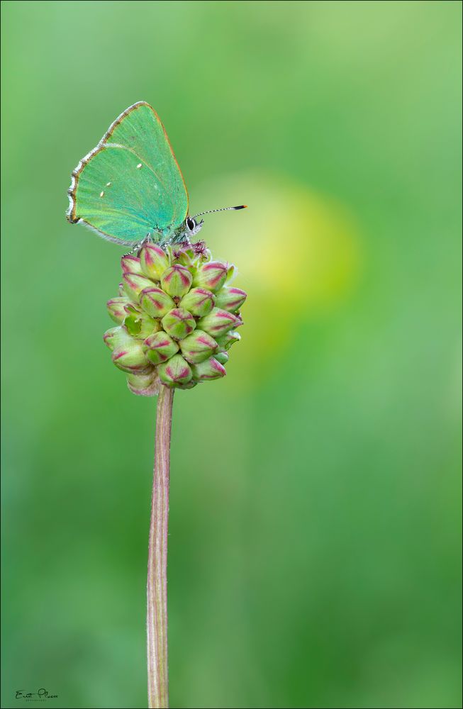 Schmetterling des Jahres 2020!