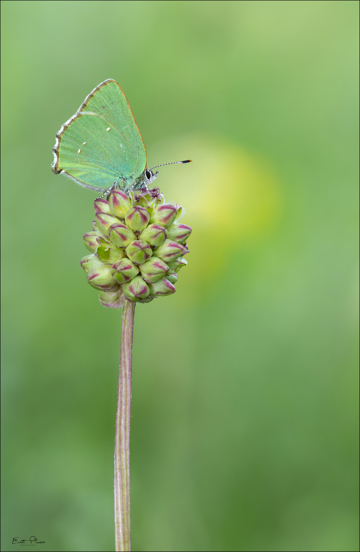 Schmetterling des Jahres 2020!