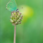 Schmetterling des Jahres 2020!