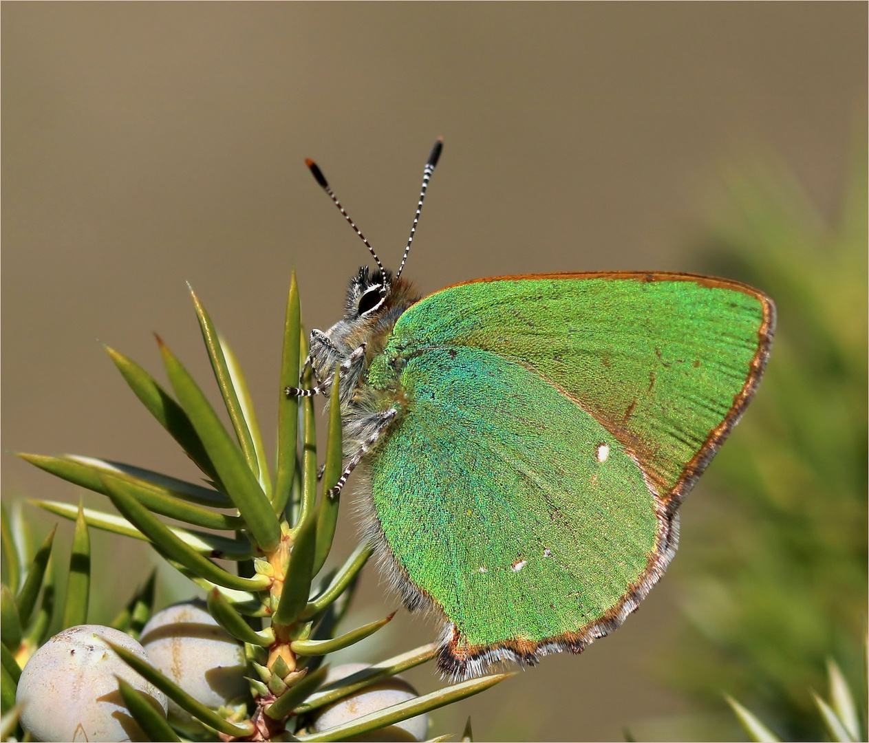 Schmetterling des Jahres 2020 - Der grüne Zipfelfalter.