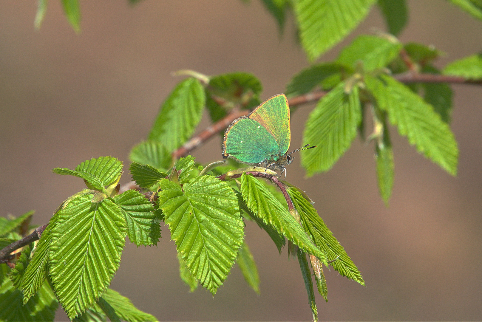 Schmetterling des Jahres 2020