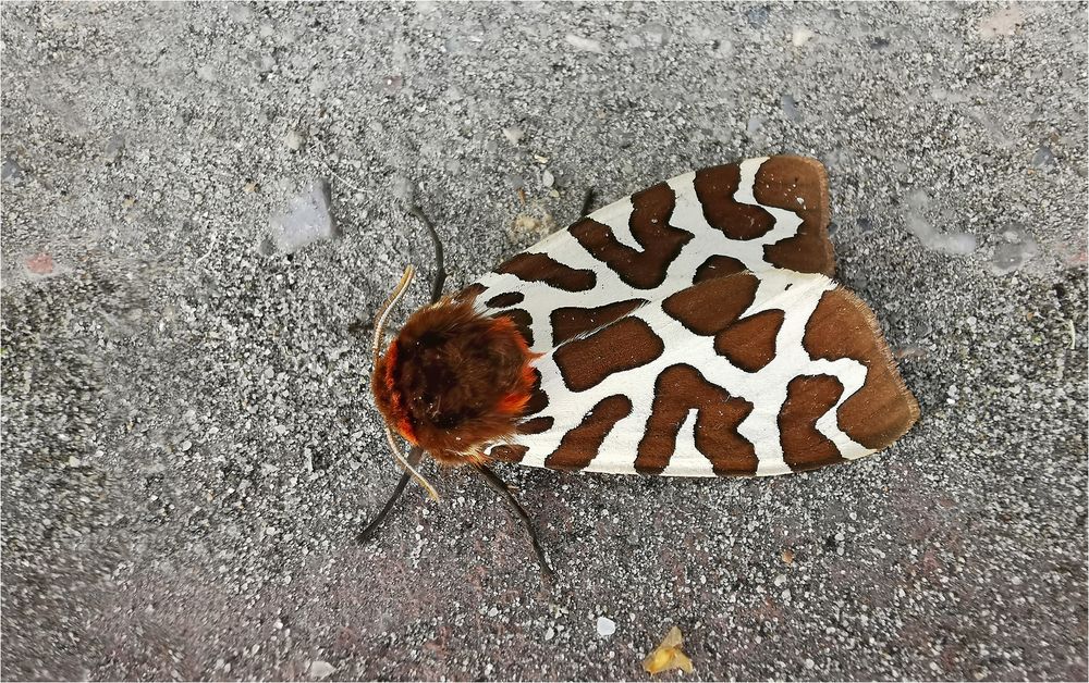 Schmetterling des Jahres 2021