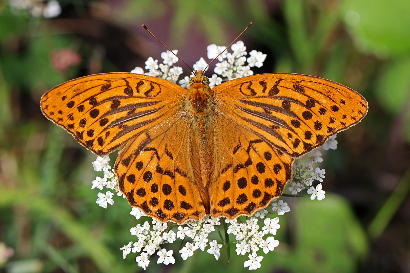 Schmetterling des Jahres 2022 ...