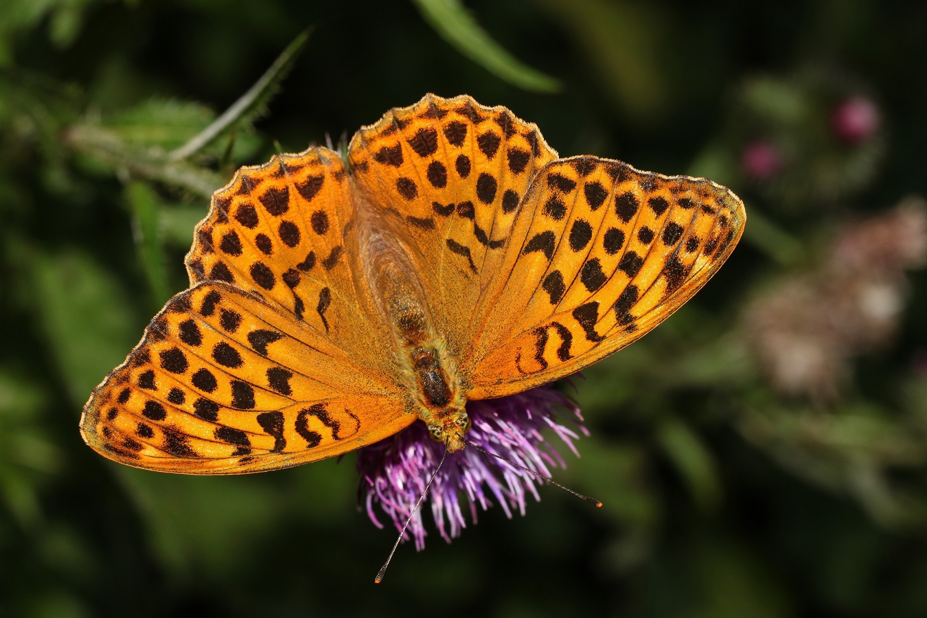 Schmetterling des Jahres 2022