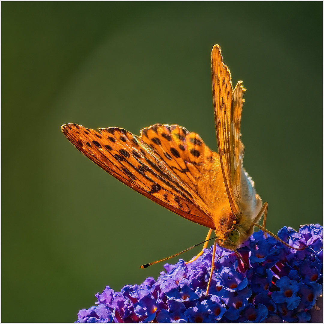 Schmetterling des Jahres (2022)