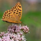 Schmetterling des Jahres 2022