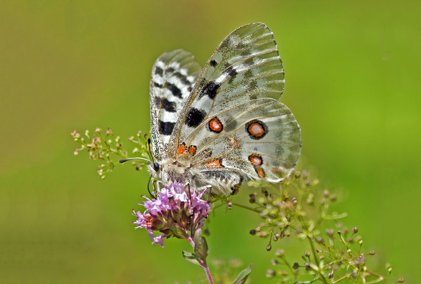 Schmetterling des Jahres 2024