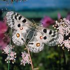 Schmetterling des Jahres 2024, der Mosel-Apollofalter, Parnassius apollo vinningensis 