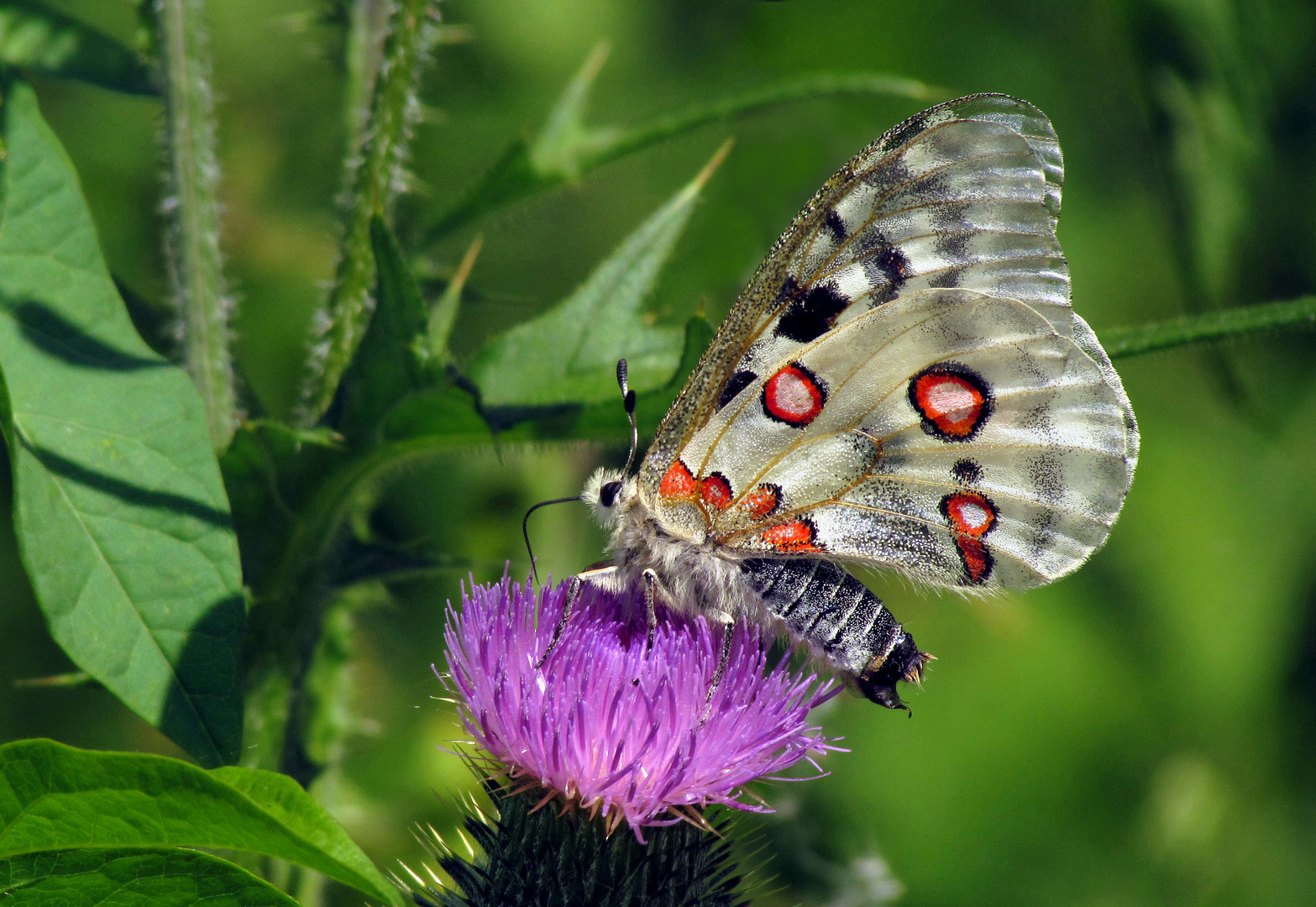 Schmetterling des Jahres 2024, Mosel-Apollofalter, Parnassius apollo vinningensis