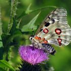 Schmetterling des Jahres 2024, Mosel-Apollofalter, Parnassius apollo vinningensis