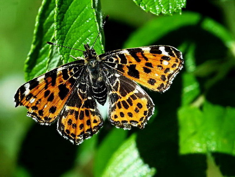 Schmetterling des Jahres 3