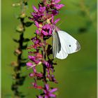 Schmetterling des Jahres