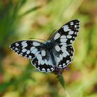 Schmetterling des Jahres!